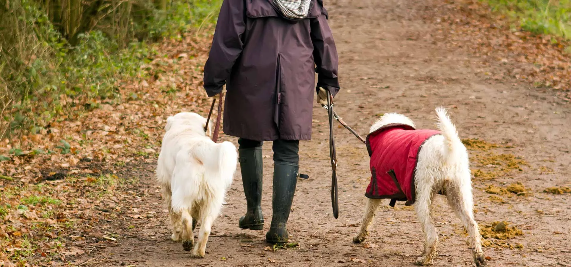 Person walking dogs on an autumn trail, representing comfortable everyday movement