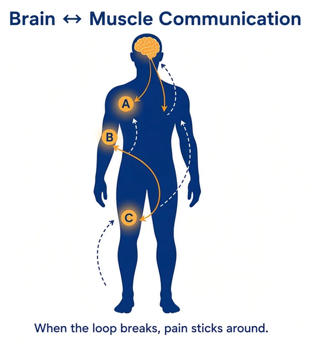 Brain-muscle connection diagram