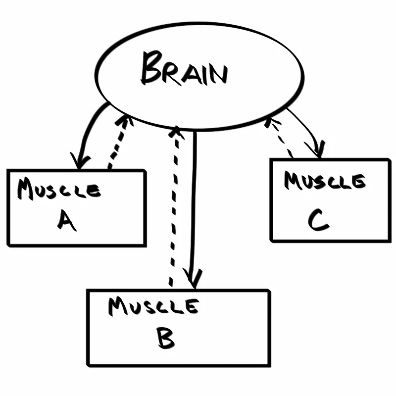 Brain-muscle connection diagram