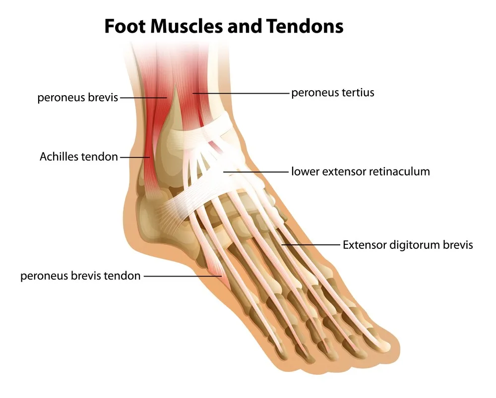 Foot muscles and tendons