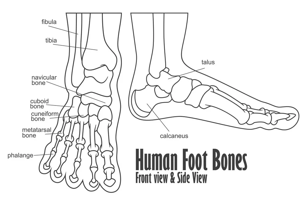 Human foot bones