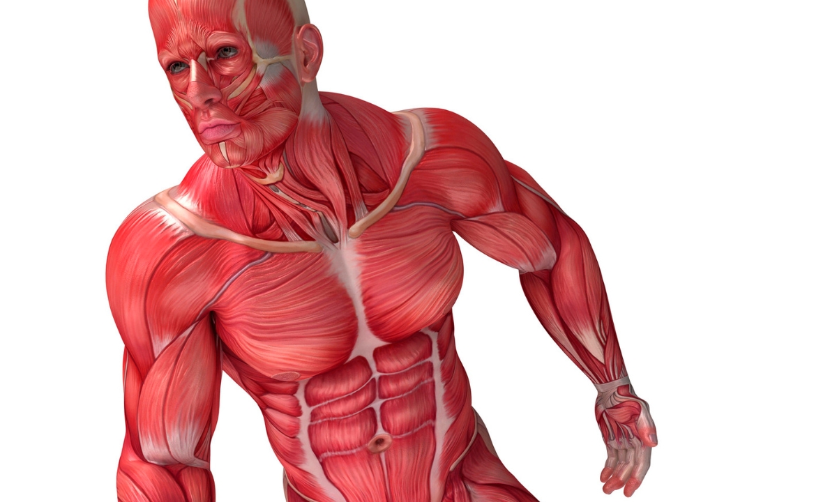 a slightly stylized image of the male musculoskeletal system