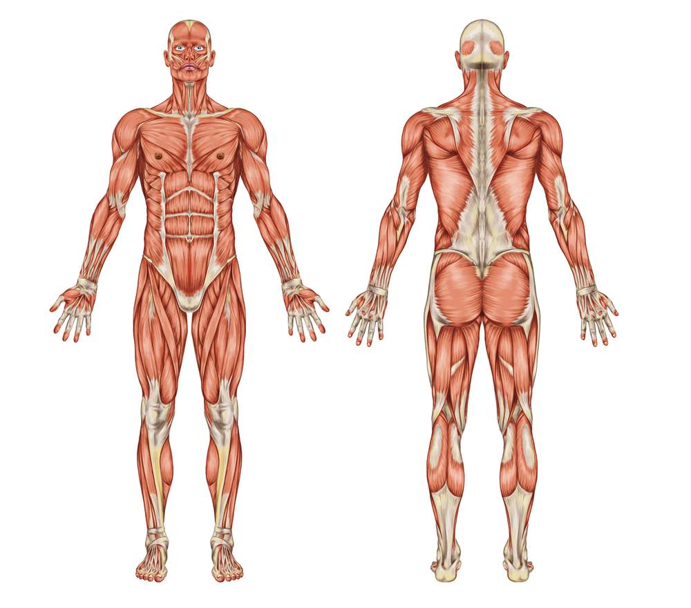 The ‘ART’ Treating Your Body’s Soft Tissues To Bring Pain Relief