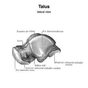 Lateral view of talus