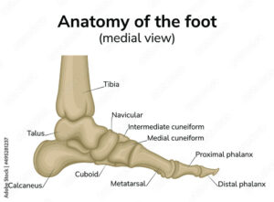 Medial view of talus