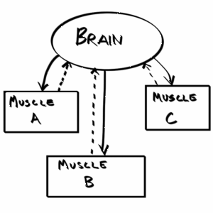 The brain-muscle connection