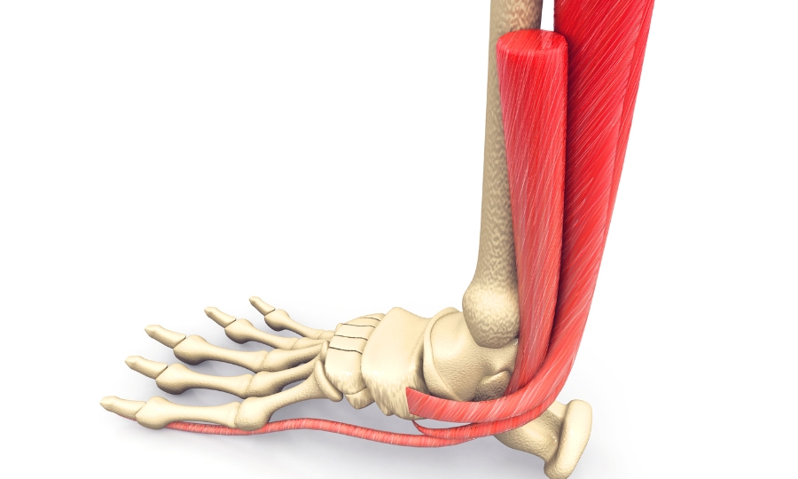The Bones, Muscles, and Tendons That Make Up Your Feet