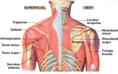 The 3 Best Posterior Shoulder Muscle Exercises