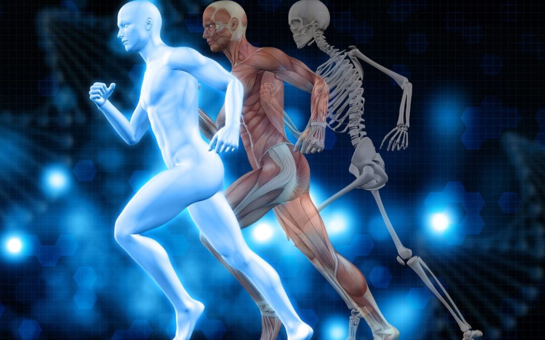 The Science Behind P-DTR and Musculoskeletal Health