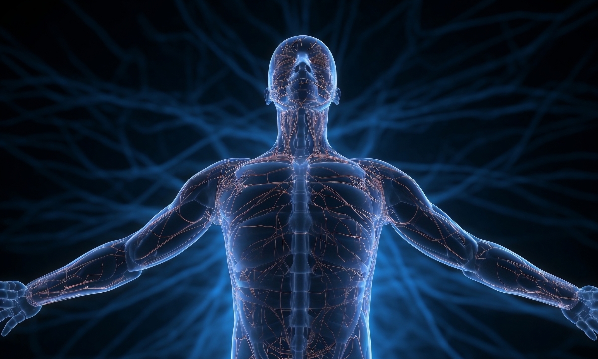 a translucent human figure with the nervous system highlighted