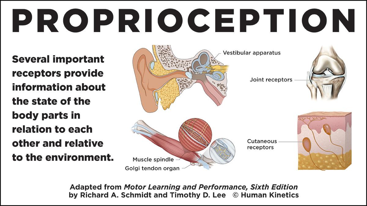 a graphic explaining proprioception